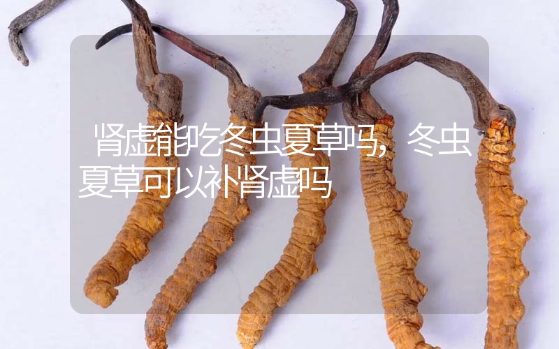腎虛能吃冬蟲夏草嗎，冬蟲夏草可以補(bǔ)腎虛嗎？
