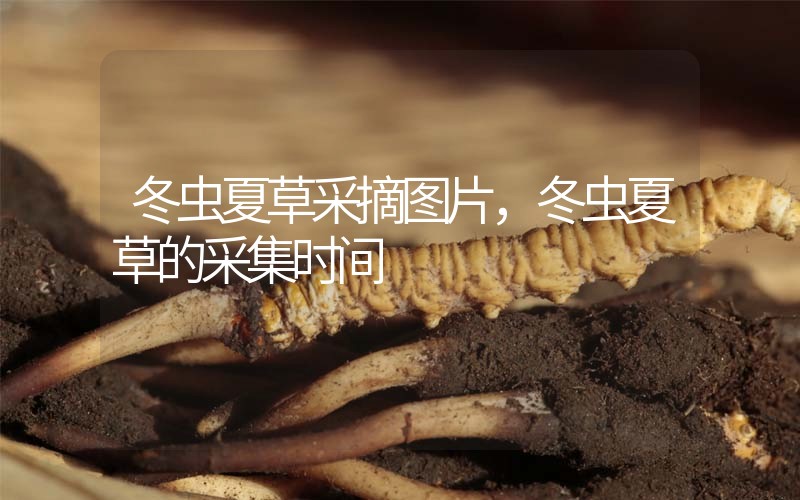 冬蟲夏草采摘圖片，冬蟲夏草的采集時間