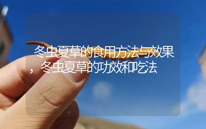 冬蟲夏草的食用方法與效果，冬蟲夏草的食用方法！