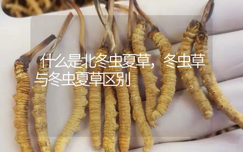 什么是北冬蟲夏草，北冬蟲草與冬蟲夏草區(qū)別