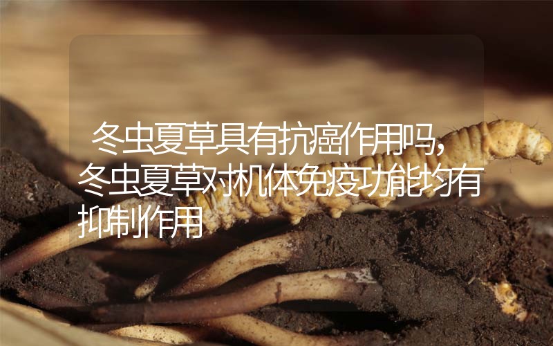 冬蟲夏草具有抗癌作用嗎，冬蟲夏草對機(jī)體免疫功能均有抑制作用