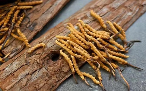 冬蟲夏草多少錢一克，哪個地區(qū)的質(zhì)量比較可靠呢