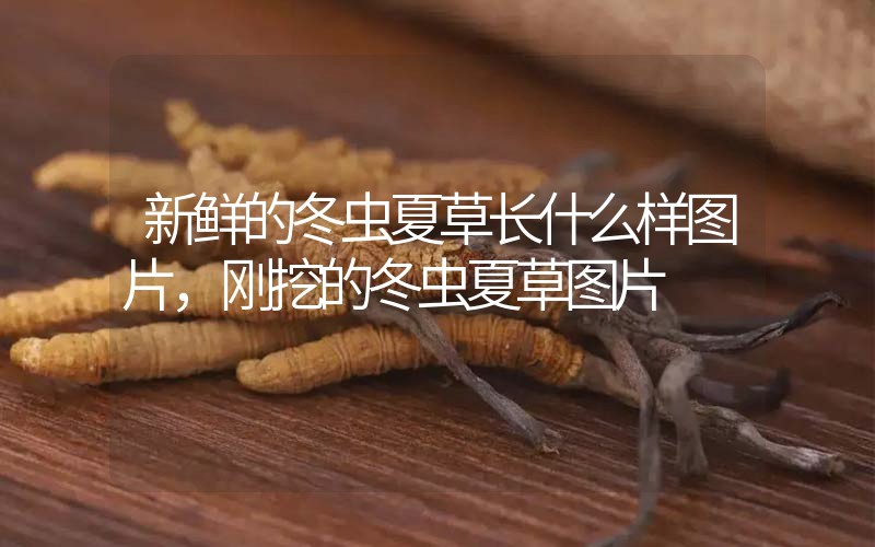 新鮮的冬蟲夏草長什么樣圖片，剛挖的冬蟲夏草圖片