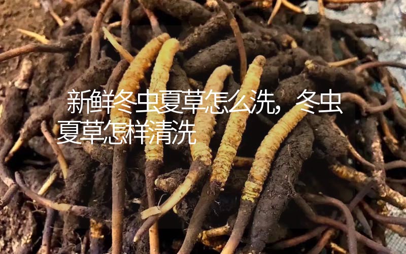 新鮮冬蟲夏草怎么洗，冬蟲夏草怎樣清洗