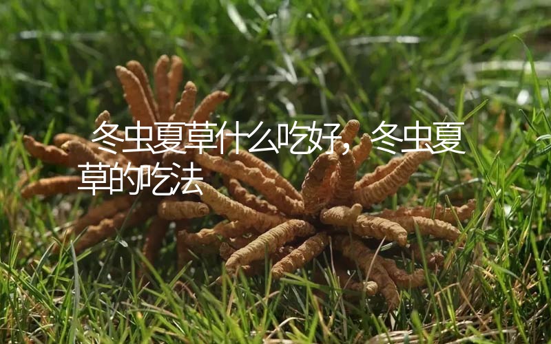 冬蟲(chóng)夏草什么吃好，冬蟲(chóng)夏草的吃法