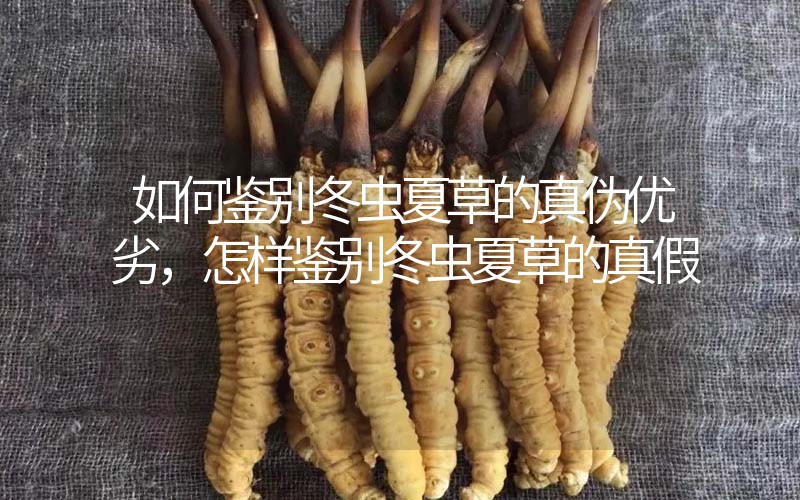 如何鑒別冬蟲(chóng)夏草的真?zhèn)蝺?yōu)劣，怎樣鑒別冬蟲(chóng)夏草的真假