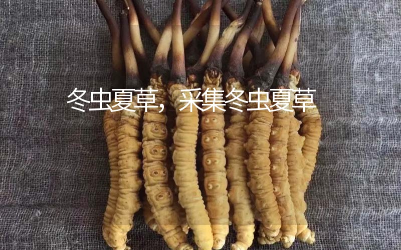 冬蟲夏草采挖時間，什么時候采集冬蟲夏草