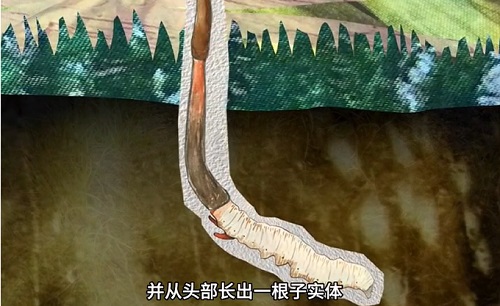 冬蟲夏草到底是蟲還是草？你猜到了嗎？