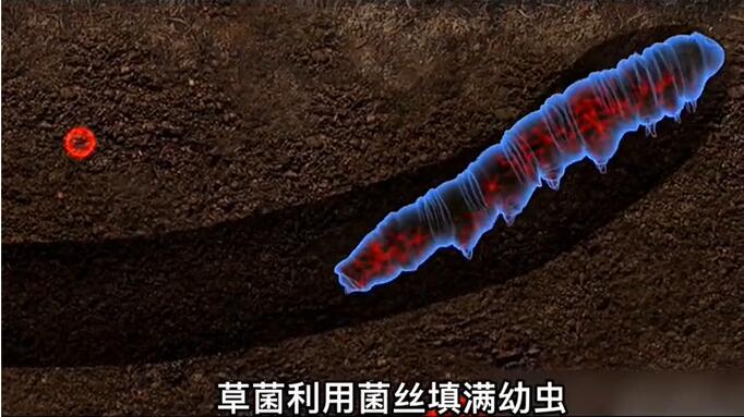 神奇的冬蟲(chóng)夏草為什么能從蟲(chóng)子變成草？它到底是怎么形成的呢？