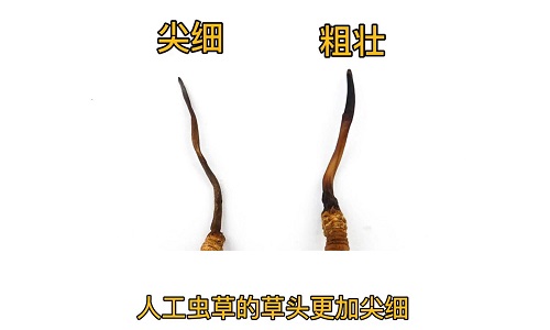 人工蟲草和野生蟲草如何分辨？人工冬蟲夏草怎么鑒別
