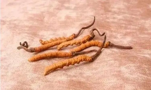 哪個(gè)產(chǎn)地的冬蟲夏草營(yíng)養(yǎng)價(jià)值高,哪里的蟲草更好？