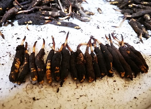 冬蟲夏草的作用是什么，有哪些比較好的吃法呢