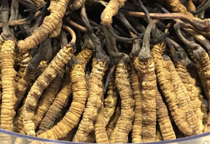 吃冬蟲夏草會出現(xiàn)過敏情況嗎？冬蟲夏草適合什么人吃？