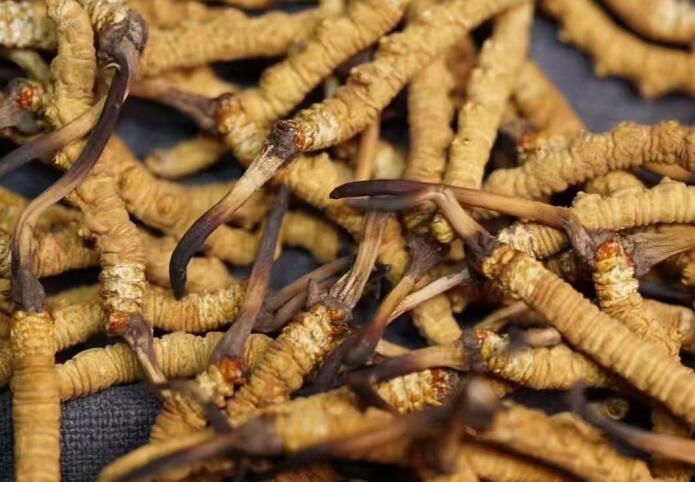什么樣的冬蟲夏草不能買？
