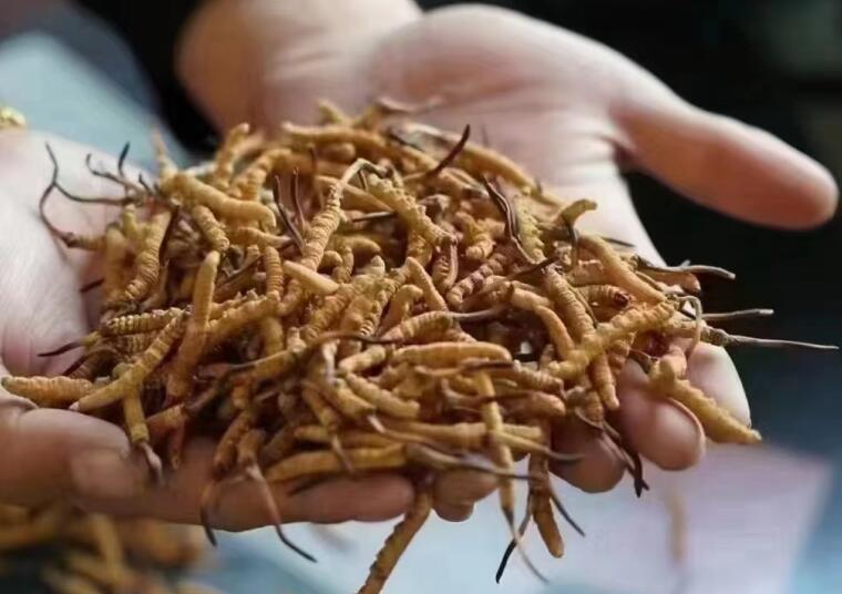 冬蟲夏草中有沒有激素？冬蟲夏草中有沒有有害物質(zhì)？