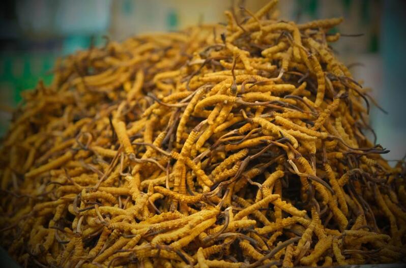 冬蟲夏草的產(chǎn)量為何一年不如一年呢？