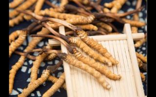 冬蟲夏草為什么顏色會(huì)有所不同？