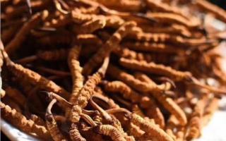影響冬蟲夏草價(jià)格的因素有哪些？