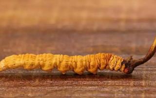 野生冬蟲(chóng)夏草？一只大概多少錢(qián)？