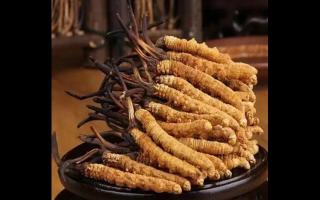消費(fèi)者對冬蟲夏草的誤區(qū)？