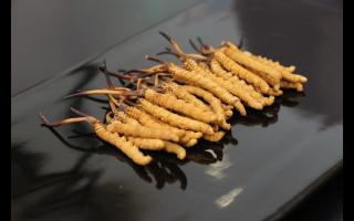 消費者對冬蟲夏草有哪些誤區(qū)？