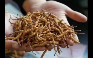 冬蟲(chóng)夏草，體驗(yàn)來(lái)自高原的自然滋味