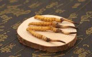 冬蟲(chóng)夏草之旅，探索自然生態(tài)之美