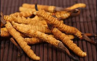 新鮮的冬蟲(chóng)夏草怎么保存不會(huì)變質(zhì)？