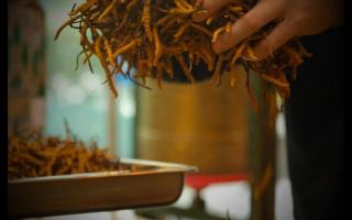 影響冬蟲(chóng)夏草品質(zhì)的因素都有哪些？
