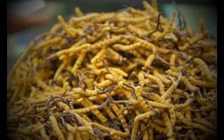 如何正確保存與使用冬蟲夏草產(chǎn)品？