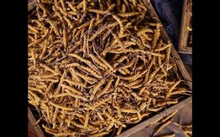 購(gòu)買大量冬蟲夏草時(shí)應(yīng)如何保存，才不會(huì)變質(zhì)！