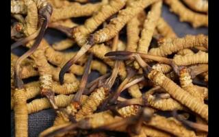凍干的冬蟲夏草品質(zhì)如何！與新鮮的相比如何？