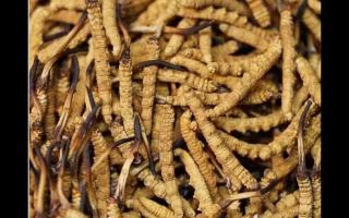 冬蟲夏草的用量和用法你吃對(duì)了嗎？