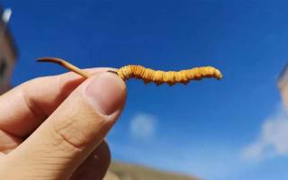 探索藏區(qū)草原，發(fā)現(xiàn)冬蟲夏草的天然寶藏！