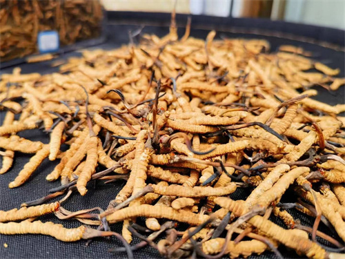 哪些人不能吃冬蟲夏草？這5類人慎食冬蟲夏草