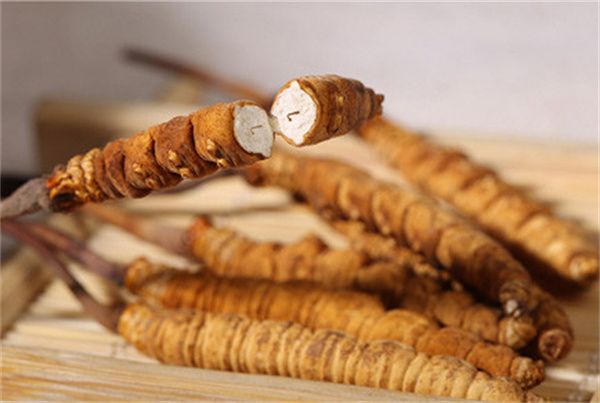冬蟲(chóng)夏草可以直接食用嗎？直接生吃無(wú)法發(fā)揮冬蟲(chóng)夏草藥理作用