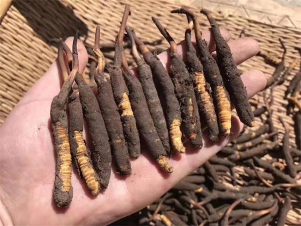 新鮮的冬蟲夏草怎么保存方法？讓珍貴之草保持活力