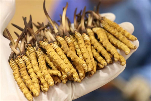 冬蟲夏草不能和什么一起吃？冬蟲夏草應(yīng)避免與6類食材同時食用