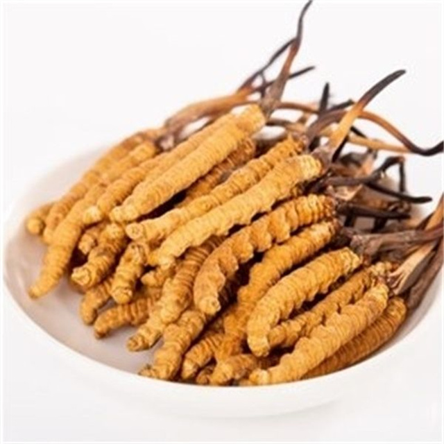 真的冬蟲夏草什么價(jià)格？冬蟲夏草價(jià)格的波動(dòng)與市場(chǎng)影響因素