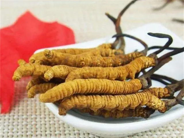 冬蟲夏草怎么食用？冬蟲夏草的4種食用方法