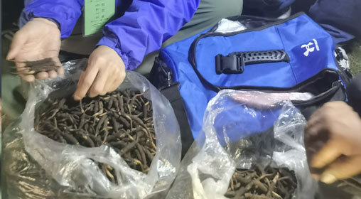 新鮮那曲蟲草多少錢一根？揭秘冬蟲夏草的價格密碼
