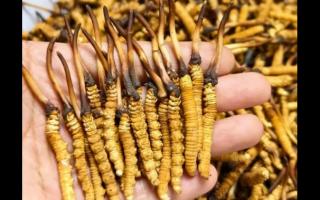珍草王冬蟲夏草是真的嗎？揭秘珍稀藥材的真相
