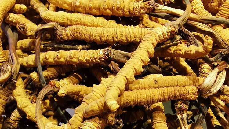 冬蟲夏草是什么味道？揭秘“軟黃金”的獨特風(fēng)味