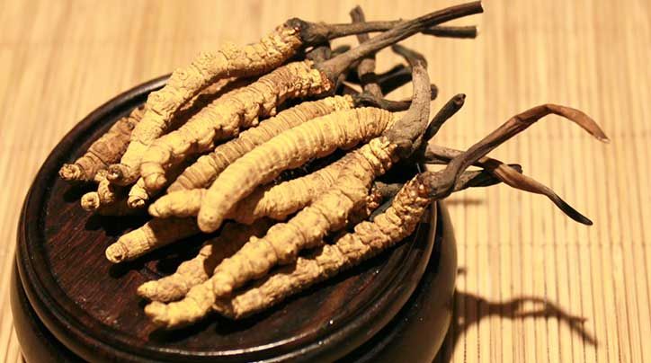 冬蟲夏草的價格一克：為何如此昂貴？