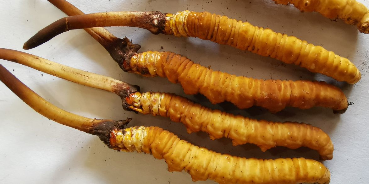冬蟲夏草泡酒最佳配方：滋補(bǔ)養(yǎng)生，強(qiáng)身健體