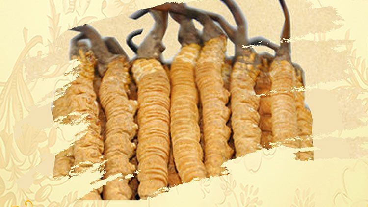 冬蟲(chóng)夏草御寒效果好嗎？科學(xué)解讀其抗寒機(jī)制