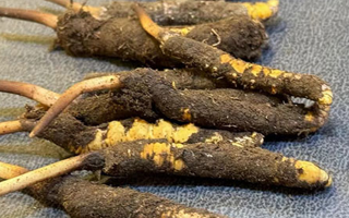 冬蟲夏草鮮草怎么吃？科學(xué)用量指南