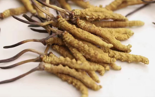 水溫決定營養(yǎng)！冬蟲夏草鮮草泡水溫度全解析?