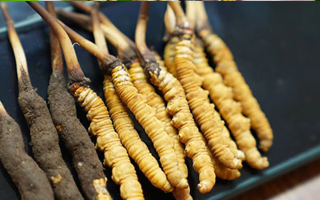 冬蟲夏草鮮草吃多久？科學(xué)食用周期與效果解析