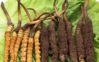 到哪里買新鮮的冬蟲夏草？三步辨真?zhèn)?，四大渠道安心?> </div>
            <div   id=